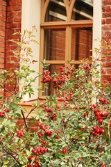 Fototapeta na wymiar Hawthorn tree with berries in the garden