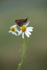 Damas immaculata butterfly on daisy awaits sunrise  in the early morning