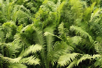 Beautiful view green fern in the forest