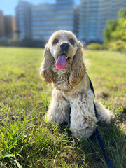 english cocker spaniel