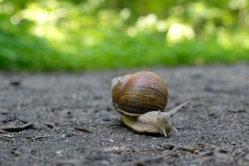 Closeup of Helix pomatia on the road in forest.  Common names the Roman snail, Burgundy snail, edible snail or escargot. 