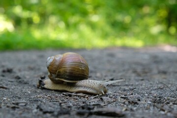 Closeup of Helix pomatia on the road in forest.  Common names the Roman snail, Burgundy snail, edible snail or escargot. 