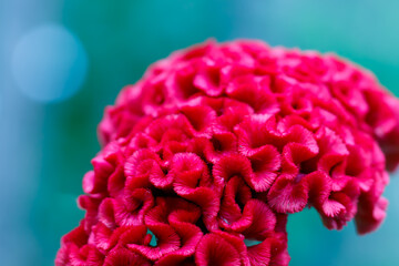 Red flowers, Red cockscomb (Celosia argentea L.) in soft blur style, with bokeh blur background, macro, close up red cockscomb.