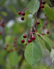 micro apples, ranetki