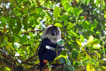 Lion tailed macaque from Western Ghats of India