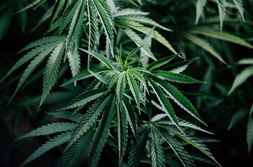 Fototapeta na wymiar marijuana plant cannabis leaves medical grow