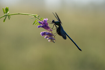 Beautiful dragonfly Calopteryx splendens on the flower morning dew summer