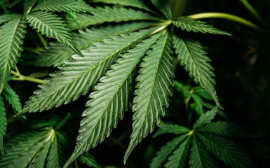 Cannabis Marijuana leaves background, medical plants