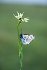 The butterfly Aporia crataegi covered with dew sits on a summer morning on a flower	