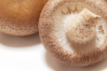 椎茸　アップ　素材