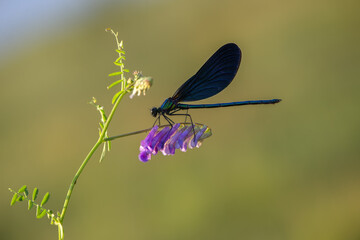 Beautiful dragonfly Calopteryx splendens on the flower morning dew summer