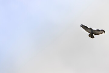 Aguila vuelo