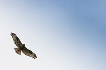 Aguila vuelo