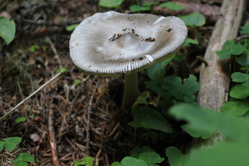 mushrooms in the forest