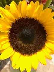 Sunflower 1