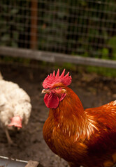chicken and cock eating grain and corn in a chicken house. Farm animals.