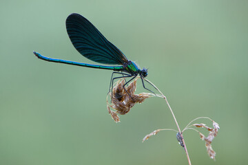 Beautiful damselfly Calopteryx splendens on a blade of grass near the river waiting for prey morning dew summer.