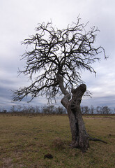 Crazy tree.
