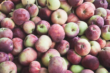 Many fresh, ripe and colorful apples. Autumn harvest.