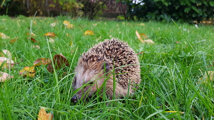 hedgehog in the grass