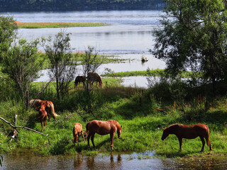 herd of cows on the river