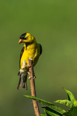 Goldfinch on a branch 