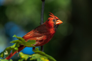Cardinal on branch 