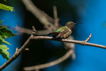 hummingbird on a branch