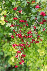 Obraz premium echte Mehlbeere, Sorbus aria