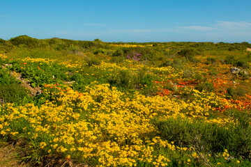 field of colorful wild flowers