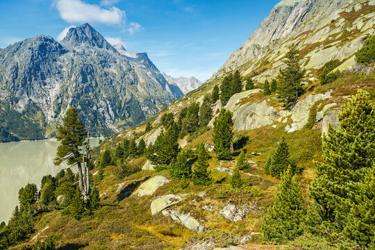 Arvenb&auml;ume am Grimselsee im Berner Oberland