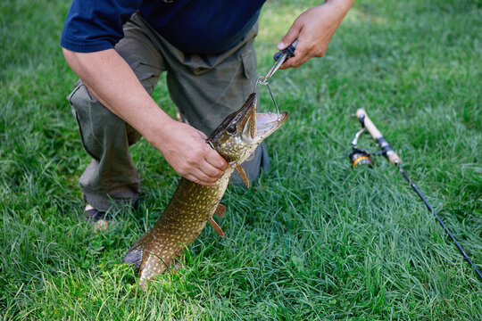 A sporty fisherman pulls a hook out of the pike's mouth.