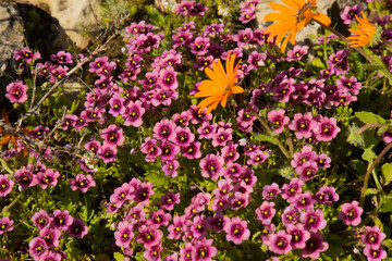 pink and orange wild flowers