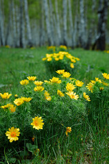 Obraz premium Wild spring bright yellow flower Adonis vernalis in the glades of the birch forest