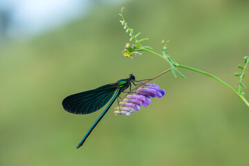 Beautiful dragonfly Calopteryx splendens on the flower morning dew summer