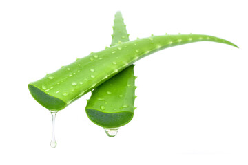 Close-up Aloe vera cutting leaf with aloe latex and water drops isolated on white background.