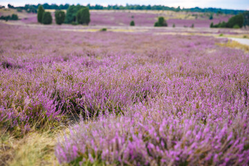 Fototapeta premium Large meadow with heather and green trees in the background