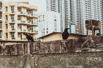 Czarne ptaki w brudnej miejskiej scenerii.