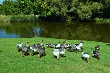Obraz na płótnie Canvas geese wandering by the river