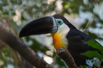Toucan - Ramphastos vitellinus, zoo or wildlife .Close up.