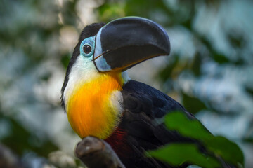 Toucan - Ramphastos vitellinus, zoo or wildlife .Close up.
