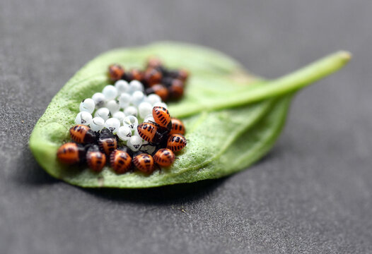 Wanzenlarven und Eier auf einem Basilikumblatt
