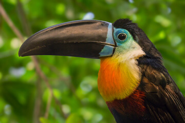 Toucan - Ramphastos vitellinus, zoo or wildlife .Close up.