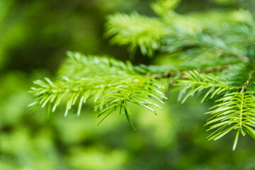 Bright green leaves of a Christmas tree in blur
