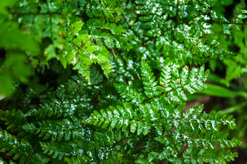Bright green clover leaves. Textures and backgrounds for designers
