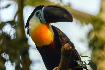 Toucan - Ramphastos vitellinus, zoo or wildlife .Close up.
