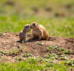 Prairie Dog With Mother - Kiss Me