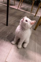Fototapeta na wymiar Play happily with the silver dot British short cat