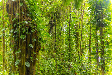 Amazing green forest. Hawaii island