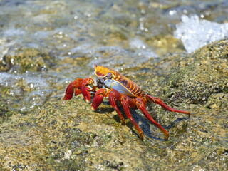 Die Rote Klippenkrabbe,Grapsus grapsus, gehört zu den häufigsten Krabbenarten der südamerikanischen Pazifikküste. Sie ist charakteristisch für die im Pazifik gelegenen Galapagosinseln. 